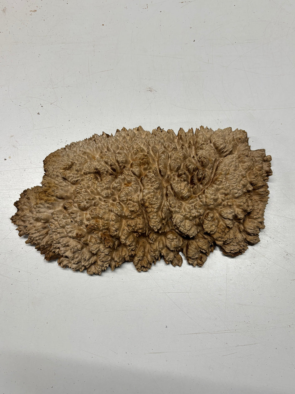 Brown Mallee Burl Blank 12" x 6.5" x 1.5" 4.5 Lbs #6232