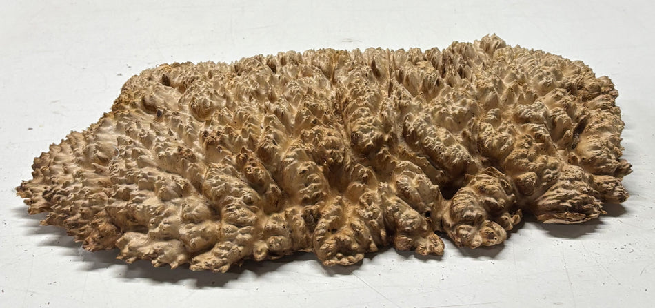 Brown Mallee Burl Blank 12" x 6.5" x 1.5" 4.5 Lbs #6232