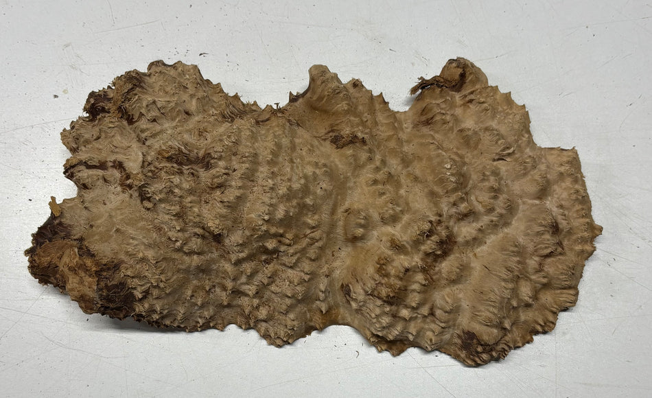 Brown Mallee Burl Blank 12" x 5.5" x 1.5" 3.35 Lbs #6233