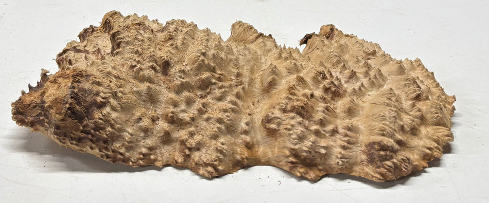 Brown Mallee Burl Blank 12" x 5.5" x 1.5" 3.35 Lbs #6233