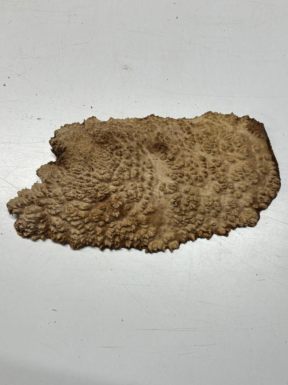 Brown Mallee Burl Blank 12" x 6.5" x 1.5" 2.8 Lbs #6235