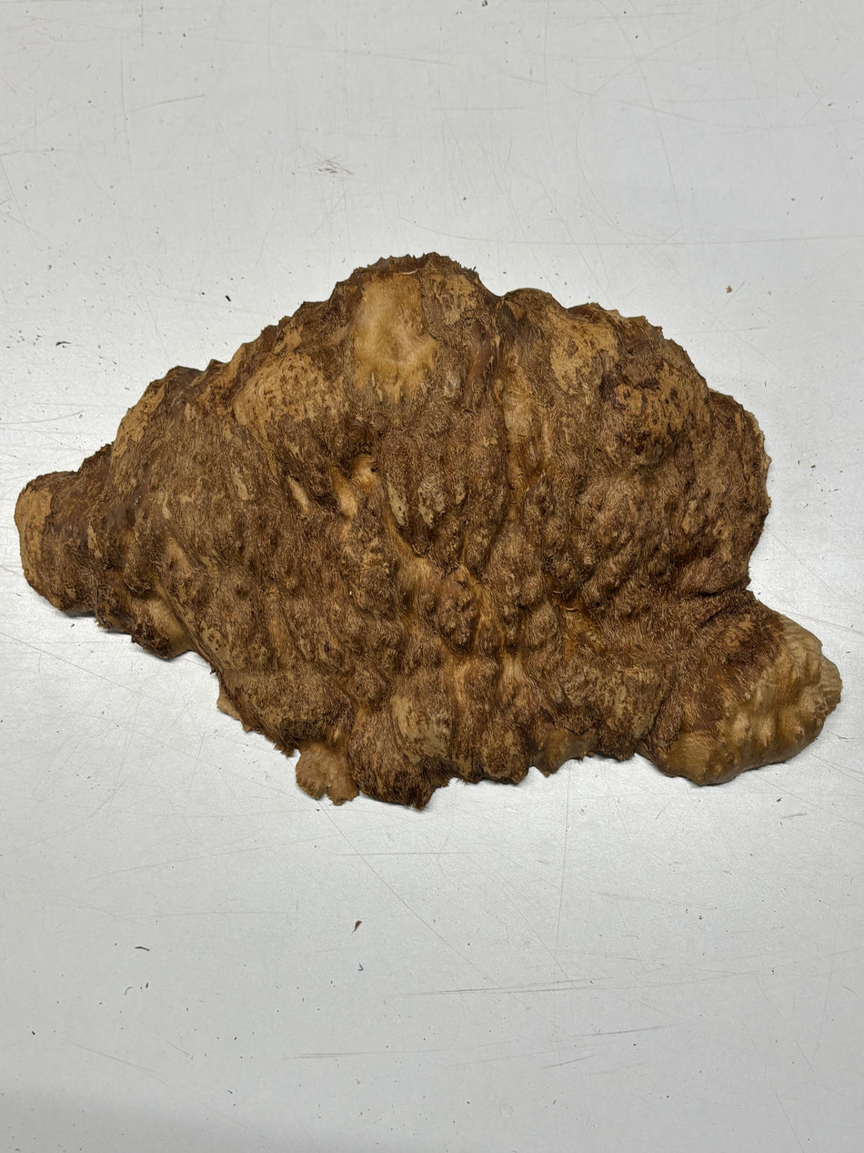 Brown Mallee Burl Blank 11" x 7" x 2" 4.3 Lbs #6236