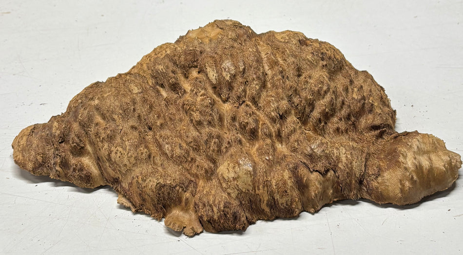 Brown Mallee Burl Blank 11" x 7" x 2" 4.3 Lbs #6236