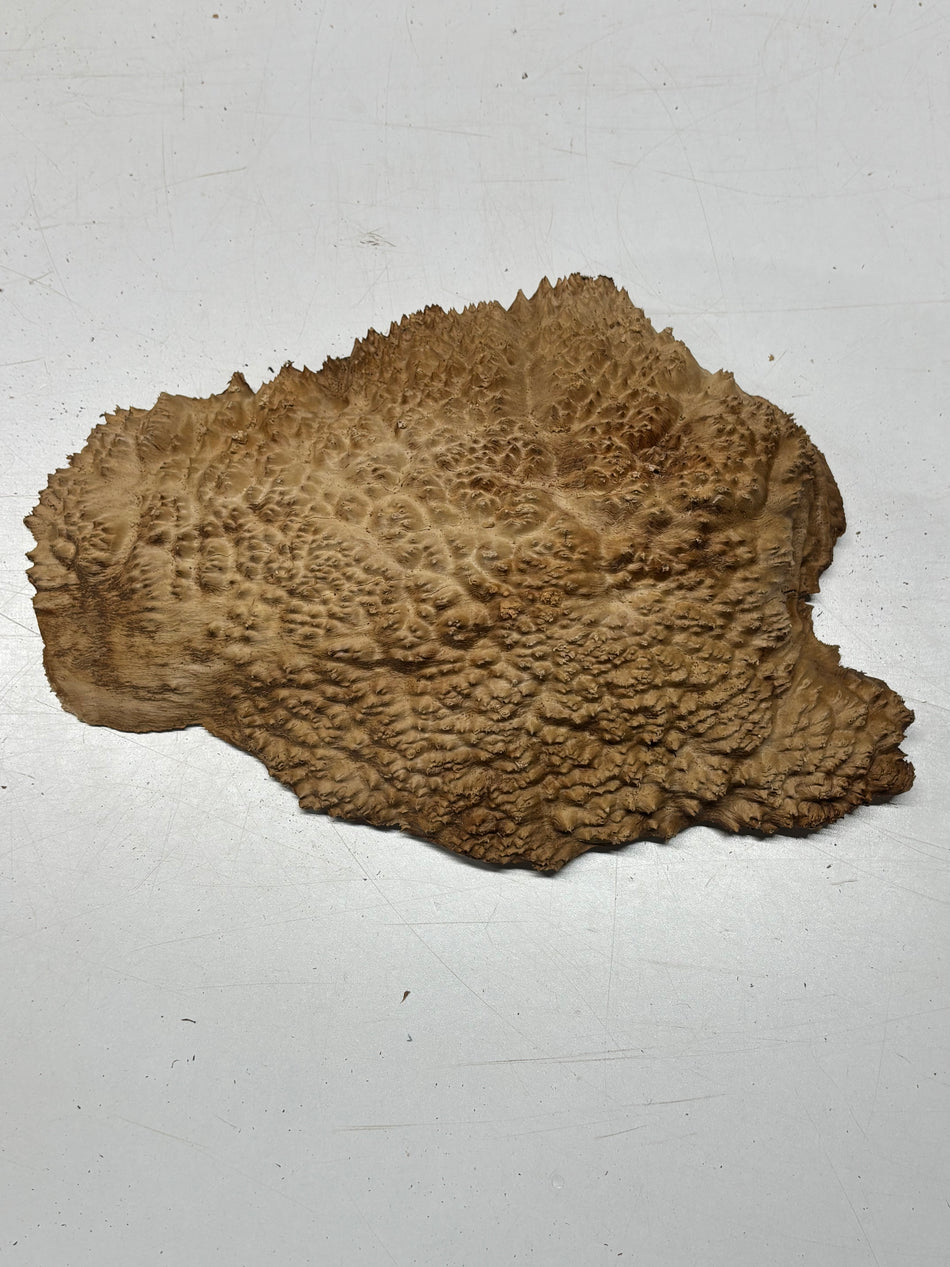 Brown Mallee Burl Blank 12" x 7" x 1.5" 4.9 Lbs #6237