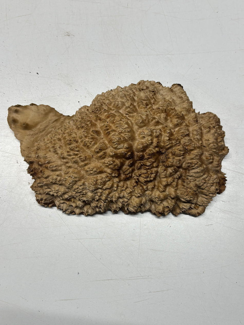 Brown Mallee Burl Blank 10" x 6" x 2.5" 3.6 Lbs #6238