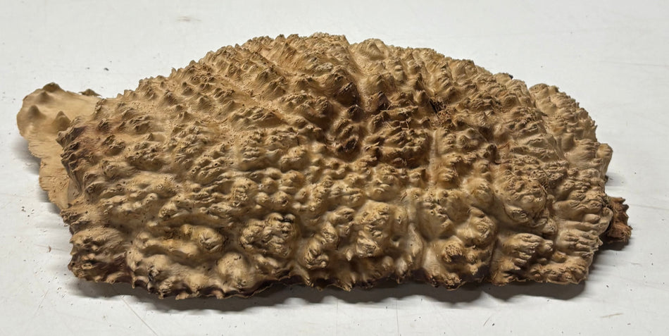 Brown Mallee Burl Blank 10" x 6" x 2.5" 3.6 Lbs #6238