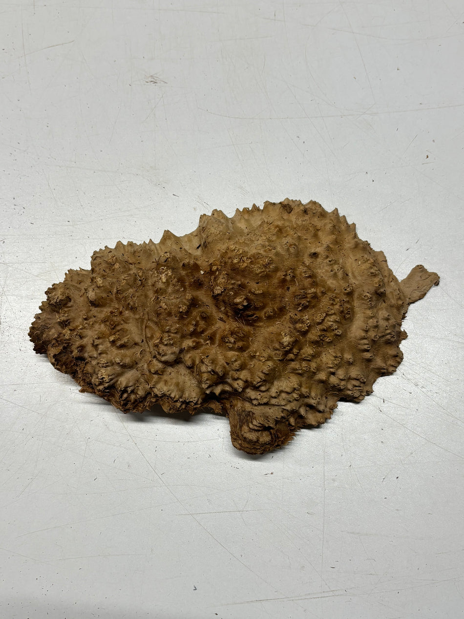 Brown Mallee Burl Blank 8" x 5" x 1" 1.7 Lbs #6239