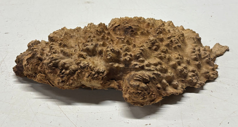 Brown Mallee Burl Blank 8" x 5" x 1" 1.7 Lbs #6239