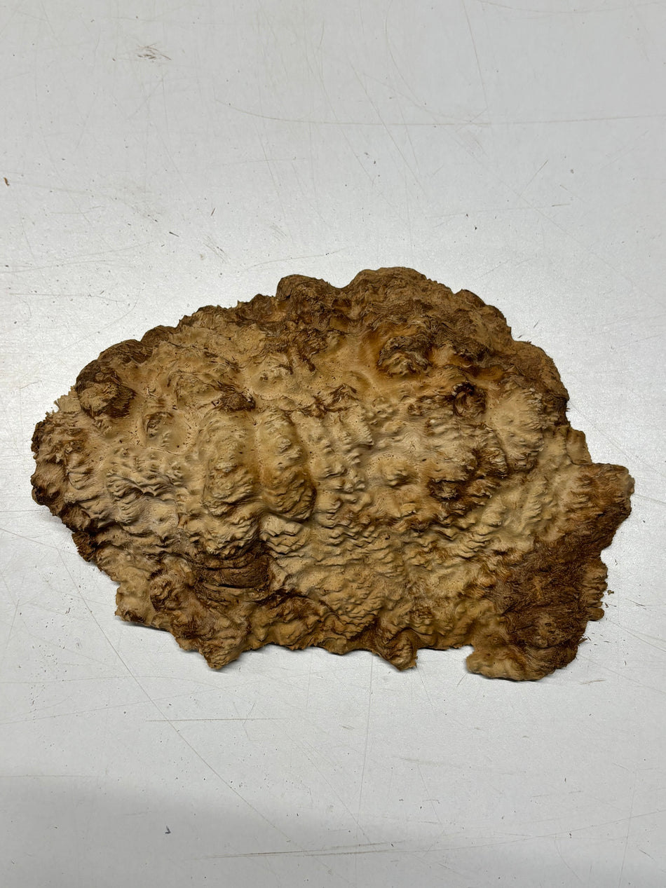 Brown Mallee Burl Blank 8" x 6" x 1.5" 1.9 Lbs #6240