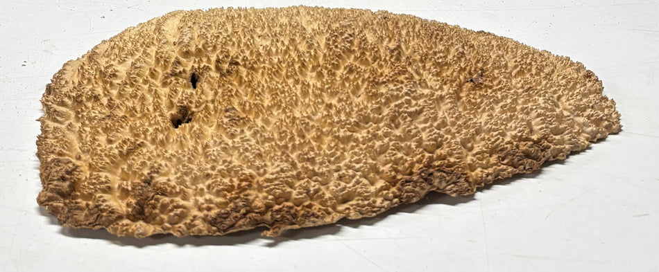 Brown Mallee Burl Blank 15" x 9" x 1.5" 5 Lbs #6241