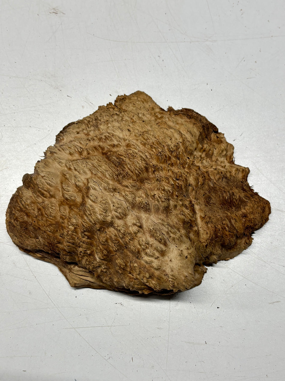 Brown Mallee Burl Blank 9" x 7" x 2" 2.6 Lbs #6241