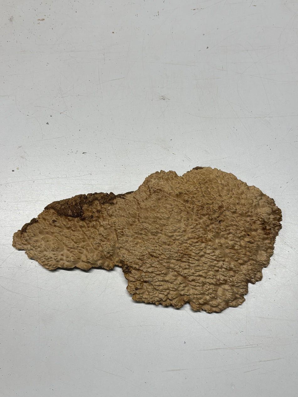 Brown Mallee Burl Blank 14" x 7" x 1" 2.2 Lbs #6242