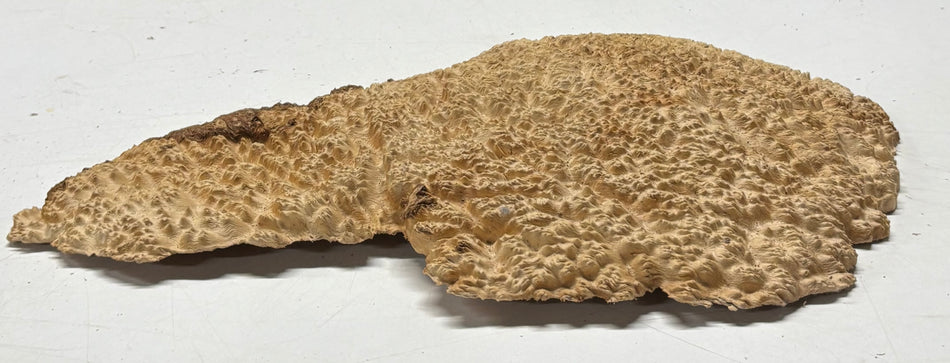 Brown Mallee Burl Blank 14" x 7" x 1" 2.2 Lbs #6242