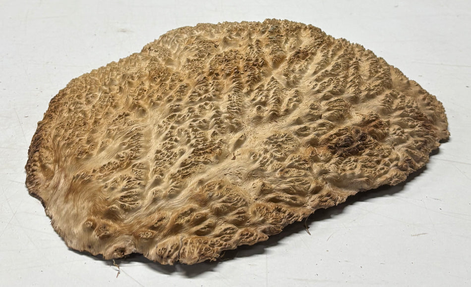 Brown Mallee Burl Blank 12" x 6" x 2" 3.95 Lbs #6243