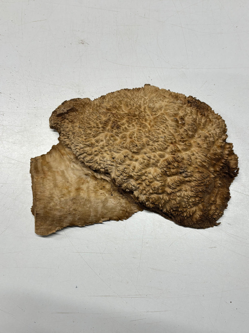 Brown Mallee Burl Blank 10" x 6" x 2" 3.9 Lbs #6244