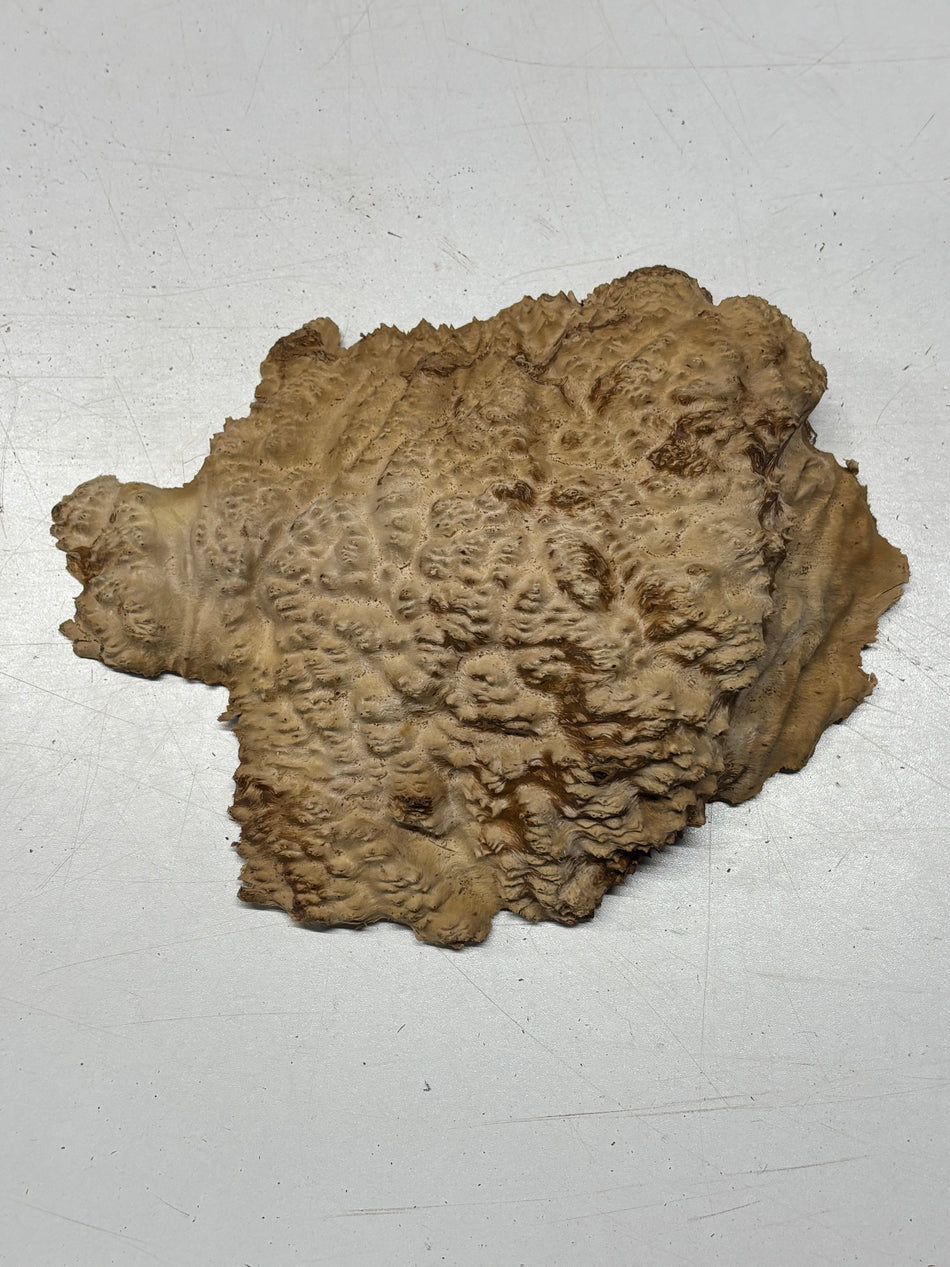 Brown Mallee Burl Blank 7.5" x 6" x 1.5" 1.9 Lbs #6245