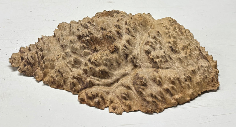 Brown Mallee Burl Blank 11" x 7" x 2" 4.1 Lbs #6246
