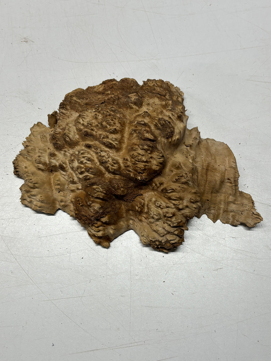 Brown Mallee Burl Blank 14" x 9.5" x 1.5" 4.9 Lbs #6247