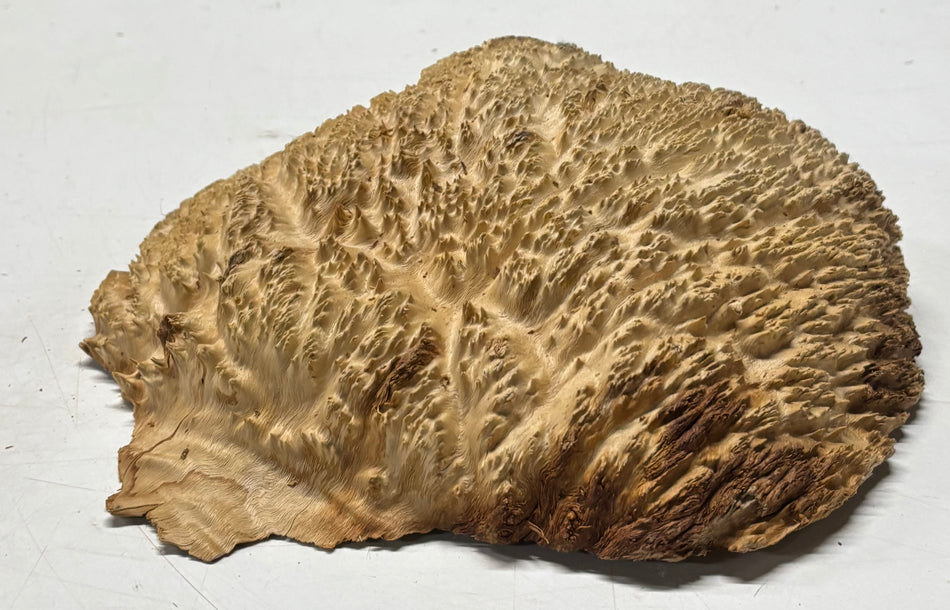 Brown Mallee Burl Blank 10" x 8" x 3" 4.6 Lbs #6250