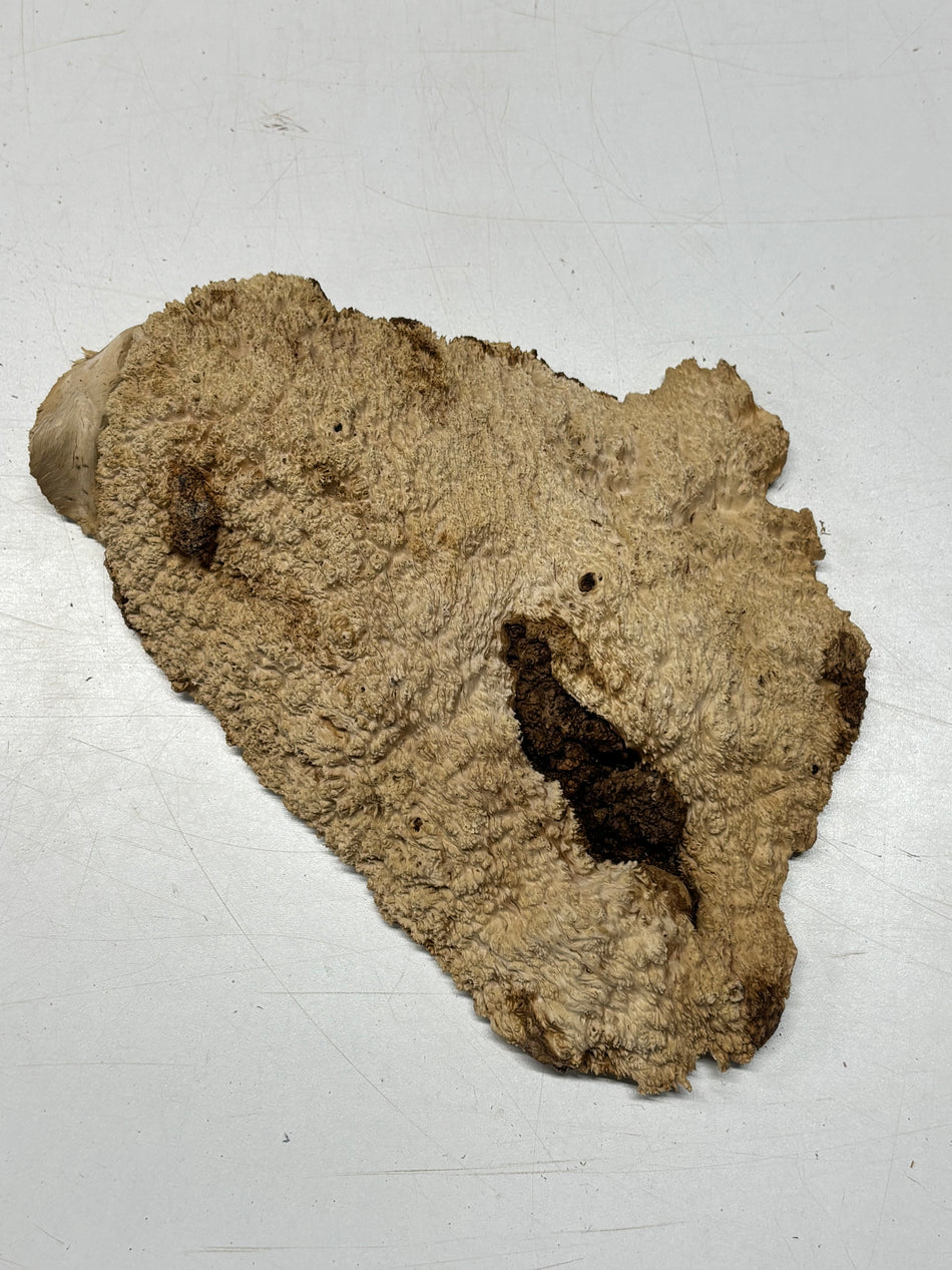 Brown Mallee Burl Blank 11" x 7" x 2" 3 Lbs #6251