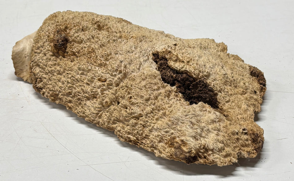 Brown Mallee Burl Blank 11" x 7" x 2" 3 Lbs #6251