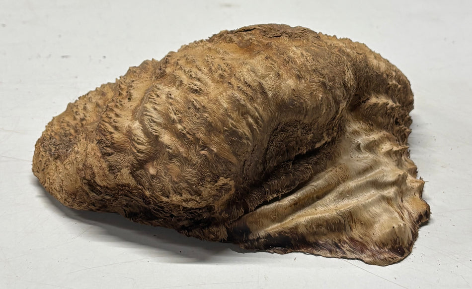 Brown Mallee Burl Blank 8" x 5" x 2" 2.8 Lbs #6252