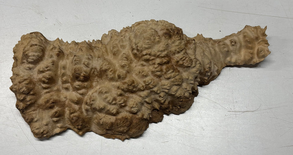 Brown Mallee Burl Blank 10" x 6" x 1.5" 3.3 Lbs #6253