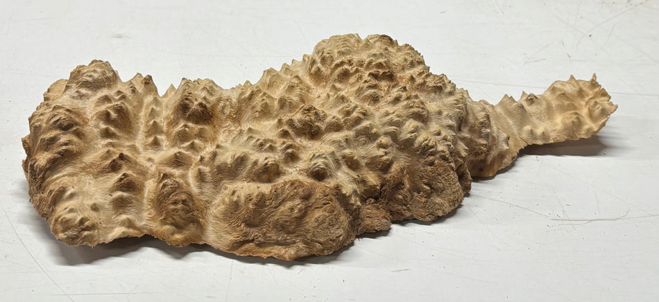 Brown Mallee Burl Blank 10" x 6" x 1.5" 3.3 Lbs #6253