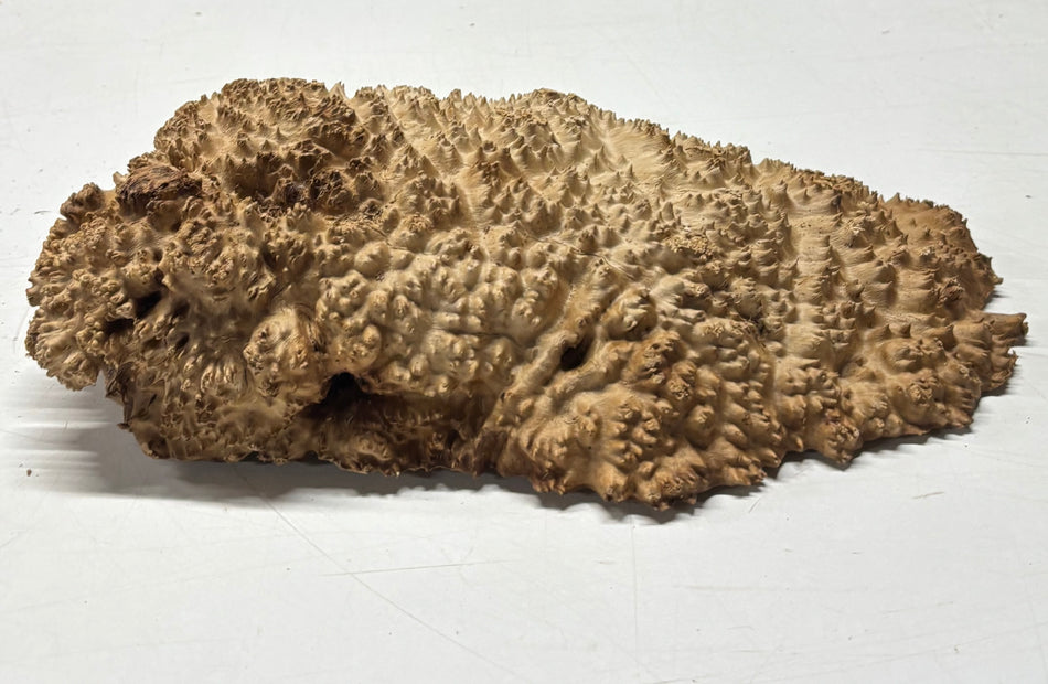 Brown Mallee Burl Blank 12" x 6" x 2.5" 5.5 Lbs #6254