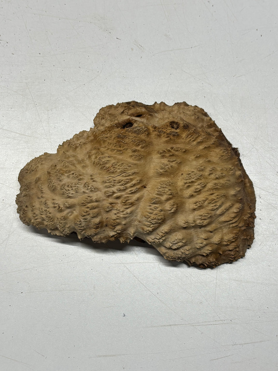 Brown Mallee Burl Blank 8" x 5" x 2" 1.7 Lbs #6255