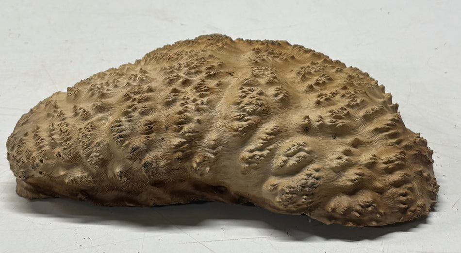Brown Mallee Burl Blank 8" x 5" x 2" 1.7 Lbs #6255