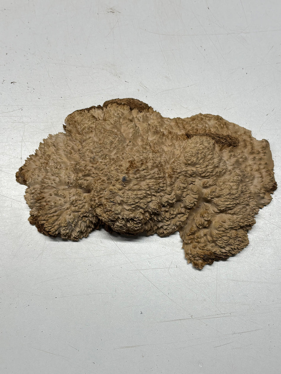 Brown Mallee Burl Blank 10" x 6" x 2" 2.4 Lbs #6256