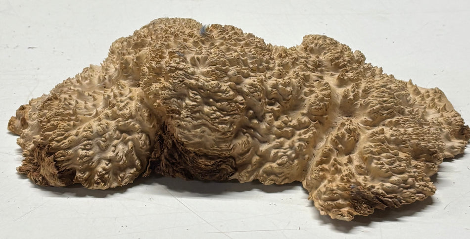 Brown Mallee Burl Blank 10" x 6" x 2" 2.4 Lbs #6256