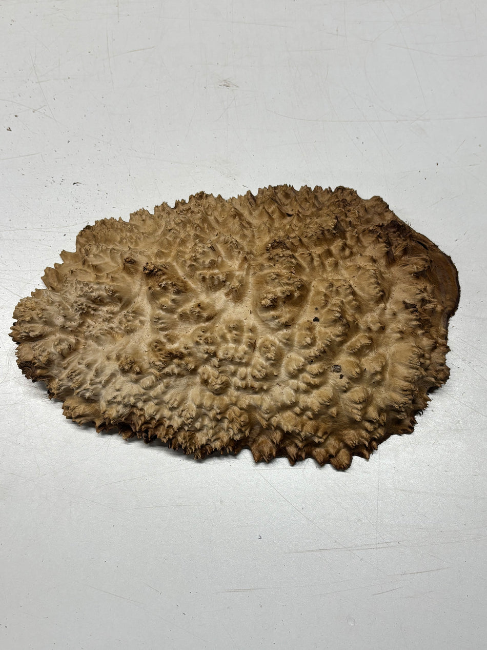Brown Mallee Burl Blank 11" x 7" x 2" 4.4 Lbs #6257