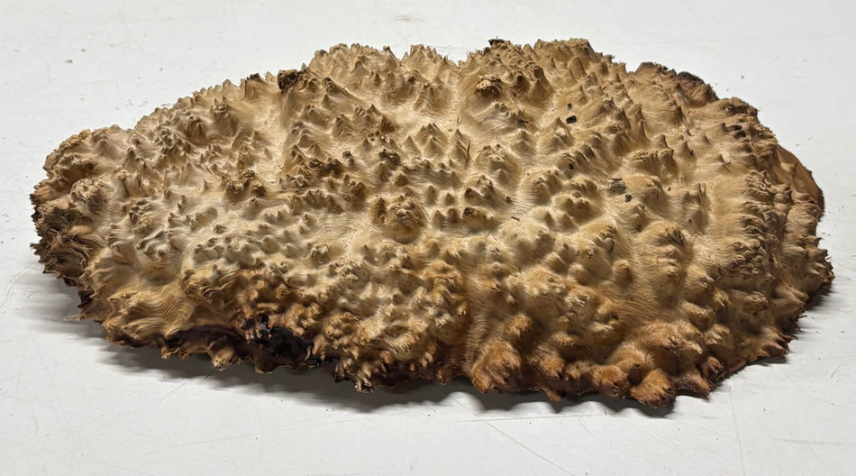 Brown Mallee Burl Blank 11" x 7" x 2" 4.4 Lbs #6257