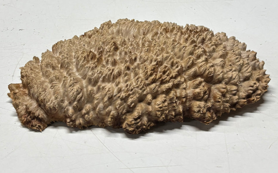 Brown Mallee Burl Blank 9" x 5" x 1" 2 Lbs #6258
