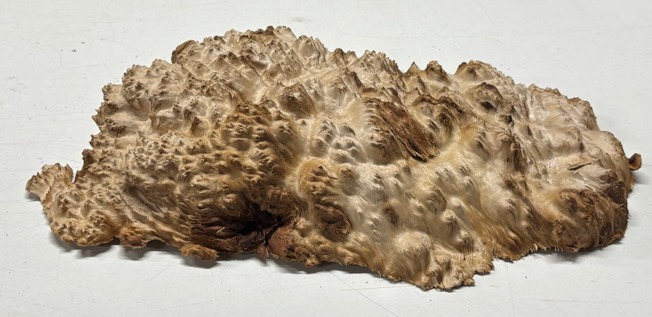 Brown Mallee Burl Blank 13" x 7" x 2" 4.5 Lbs #6259