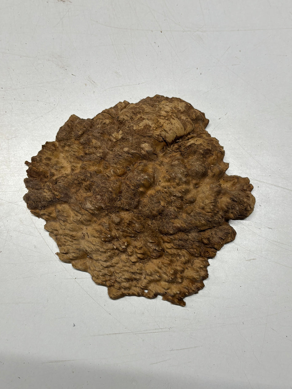 Brown Mallee Burl Blank 7" x 7" x 3/4" 2 Lbs #6260