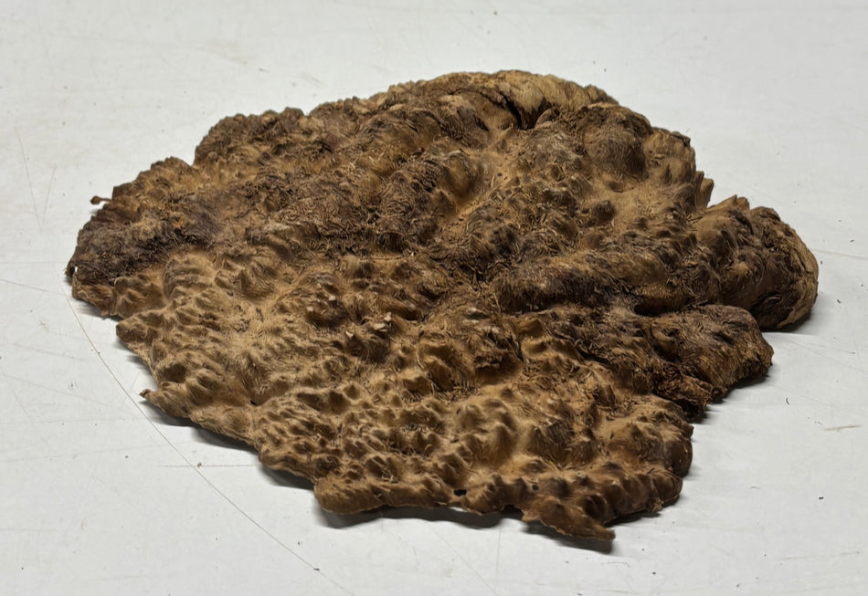 Brown Mallee Burl Blank 7" x 7" x 3/4" 2 Lbs #6260