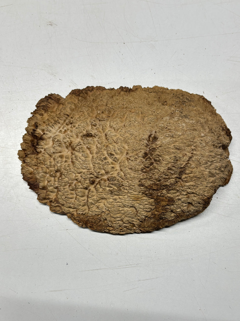 Brown Mallee Burl Blank 11" x 6.5" x 1.5" 3.3 Lbs #6261