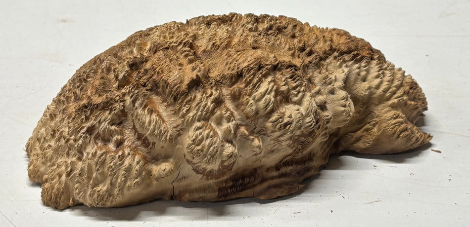 Brown Mallee Burl Blank 9" x 5" x 2" 3.2 Lbs #6262