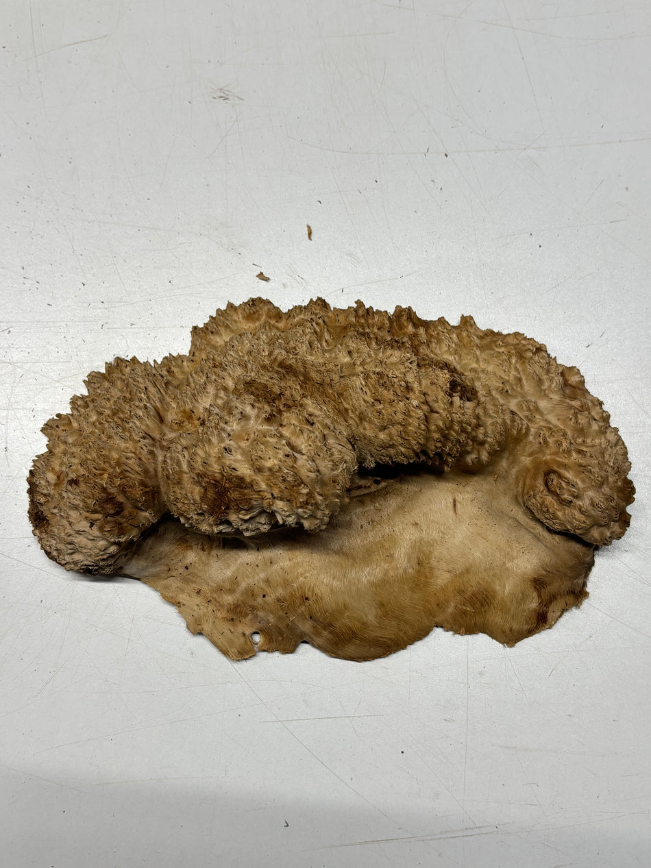 Brown Mallee Burl Blank 10" x 5" x 1.5" 2 Lbs #6263