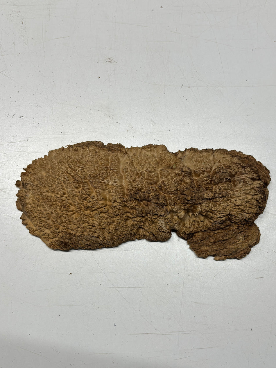 Brown Mallee Burl Blank 12" x 4" x 1" 2.5 Lbs #6264