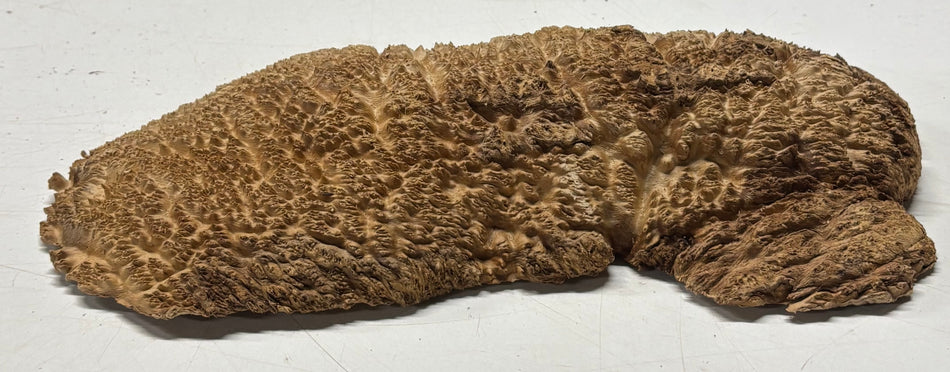 Brown Mallee Burl Blank 12" x 4" x 1" 2.5 Lbs #6264