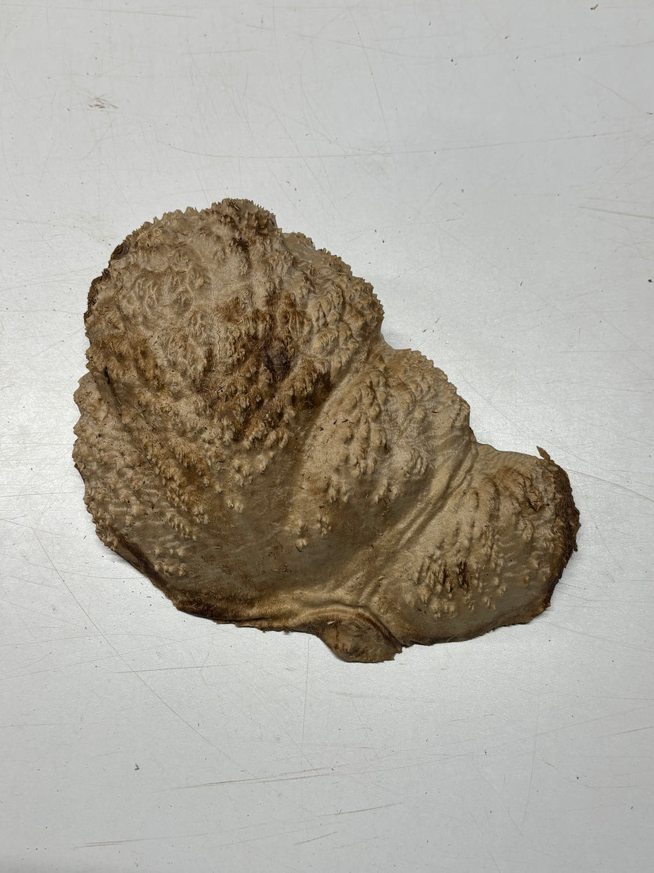 Brown Mallee Burl Blank 10" x 6" x 2.5" 3.7 Lbs #6265