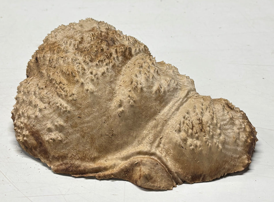 Brown Mallee Burl Blank 10" x 6" x 2.5" 3.7 Lbs #6265