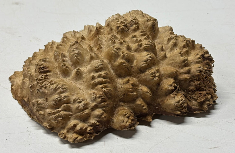 Brown Mallee Burl Blank 6" x 5" x 2" 1.7 Lbs #6266