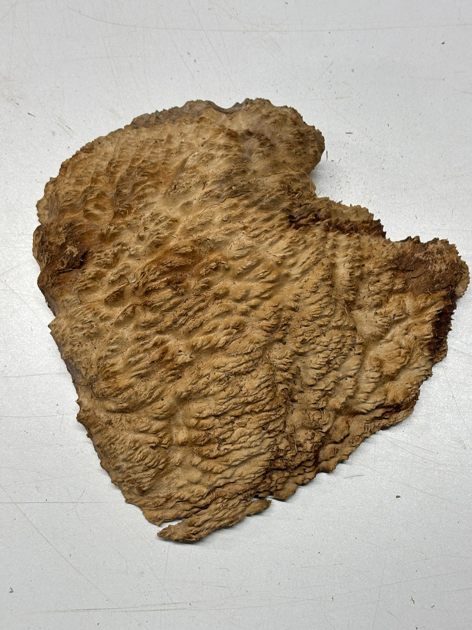 Brown Mallee Burl Blank 8" x 7" x 2" 3 Lbs #6267