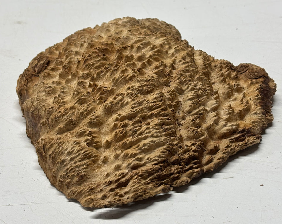 Brown Mallee Burl Blank 8" x 7" x 2" 3 Lbs #6267