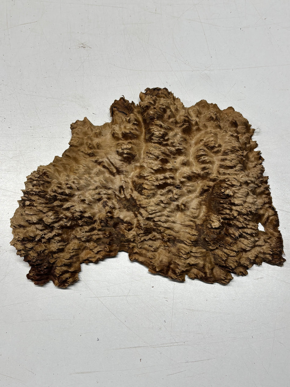 Brown Mallee Burl Blank 11" x 7" x 1.5" 2.6 Lbs #6268